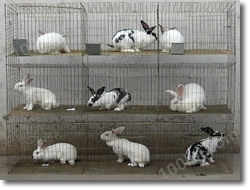 兔笼养兔笼商品兔笼青年兔笼种兔笼养兔配件