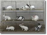兔笼养兔笼商品兔笼青年兔笼种兔笼养兔配件